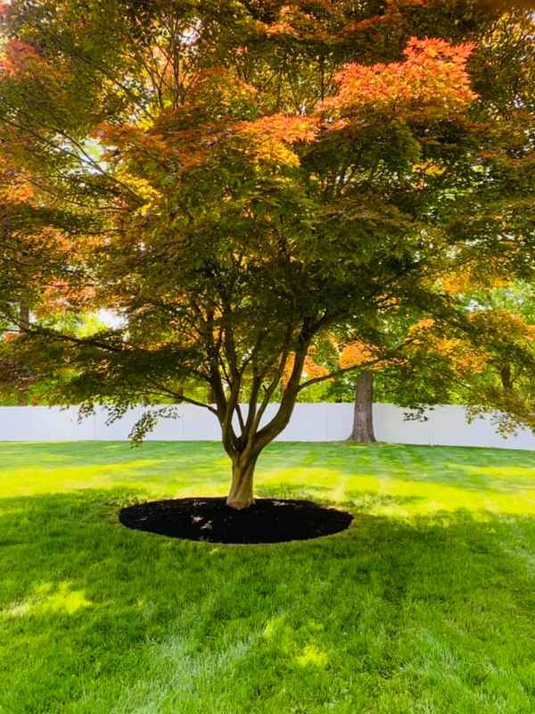 A tree with lush green and orange leaves stands on a well-manicured lawn, surrounded by dark mulch. Sunlight filters through, casting soft shadows on the grass. A white fence, expertly installed by landscapers in Delaware County, and another tree are visible in the background.