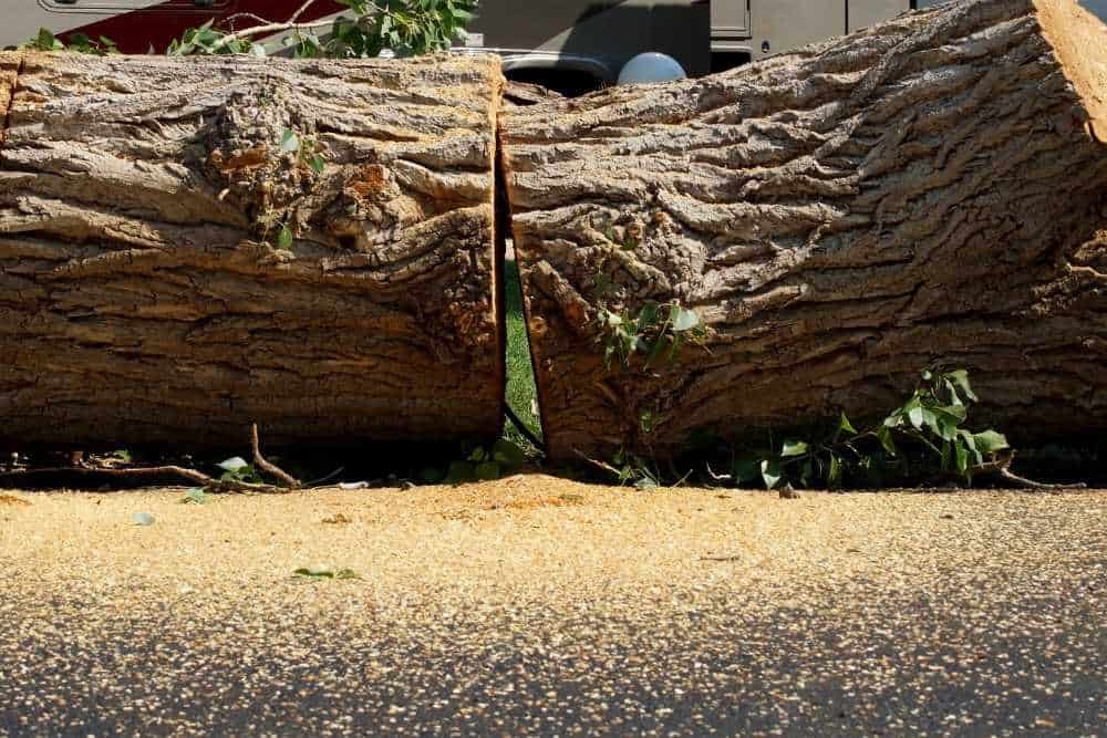 A large tree trunk lies horizontally across a road after being cut, with sawdust scattered around. Small branches and leaves are visible on the trunk, a testament to recent tree removal in Delaware County, and a vehicle can be partially seen in the background.