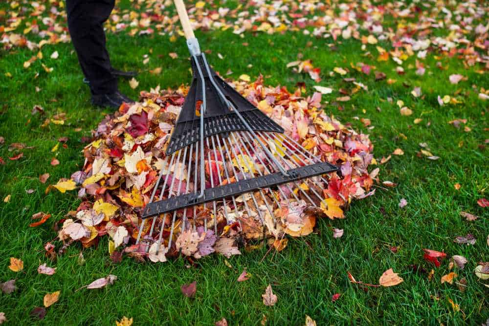 A person uses a rake to gather colorful autumn leaves into a pile on a green lawn, while nearby, landscapers in Delaware County efficiently manage tree removal. The fallen leaves are orange, red, and yellow, creating a vibrant contrast against the grass.