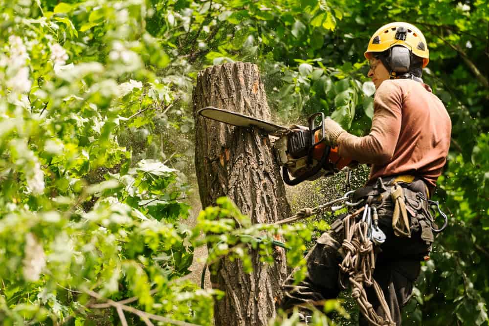 A tree surgeon wearing a yellow helmet and safety gear expertly uses a chainsaw for tree removal in Delaware County. The area is lush with green leaves, and sawdust disperses into the air, showcasing the skillful precision needed for such tasks amidst nature's vibrant backdrop.