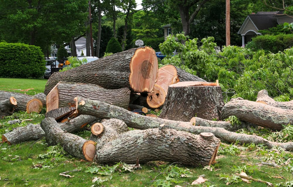 Logs and tree limbs are scattered on a grassy area, with large stumps surrounded by cut branches and leaves. Homes and trees create a residential backdrop, possibly indicating recent tree removal in Delaware County.