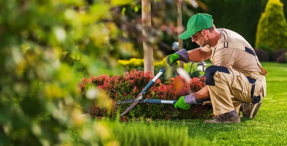 A gardener wearing a green cap and gloves is crouched down, trimming a shrub with hedge shears in a well-maintained garden. The lush grass hints at expert landscapers in Delaware County, with various plants and trees standing elegantly in the background.