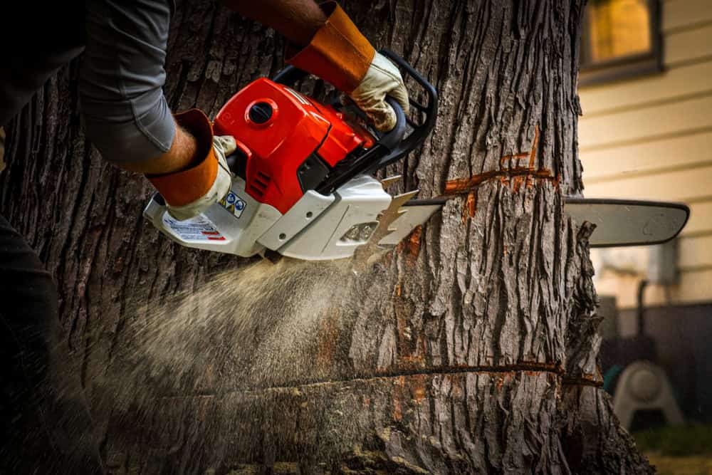 A person wearing gloves expertly uses a chainsaw to cut through a thick tree trunk as part of a tree removal in Delaware County. Sawdust flies as the blade bites into the wood, creating a deep notch. Meanwhile, a house stands visibly in the background, witnessing the transformation.